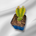 Schlumbergera truncata Thanksgiving Cactus Variegata in square pot.