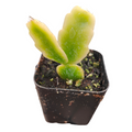 Schlumbergera x buckleyi Christmas Cactus with young succulent leaves.