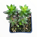 Sedeveria Jet Beads in square black pot with green rosettes.