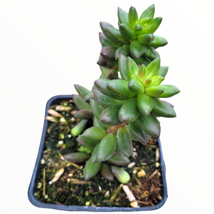Sedeveria Jet Beads succulent in a black nursery pot.