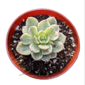 Sedeveria Rolly Variegata in red pot, rosette form.