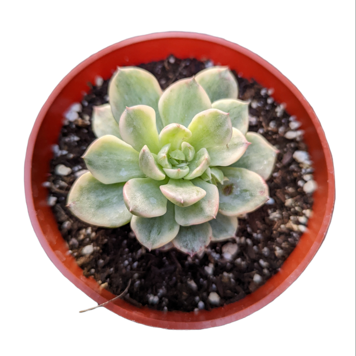 Sedeveria Rolly Variegata in round nursery pot.