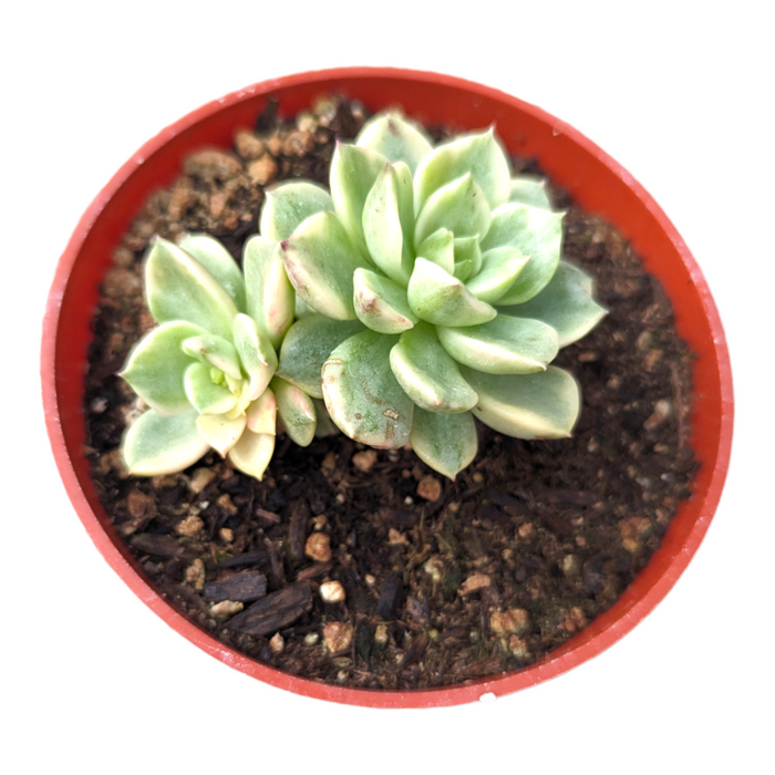 Sedeveria Rolly Variegata in red nursery pot.