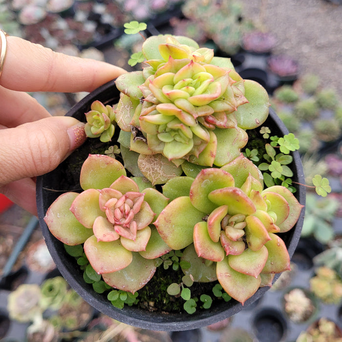 Sedeveria Rolly succulent in a small nursery pot.