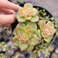 Sedeveria Rolly succulents in a small black nursery pot.