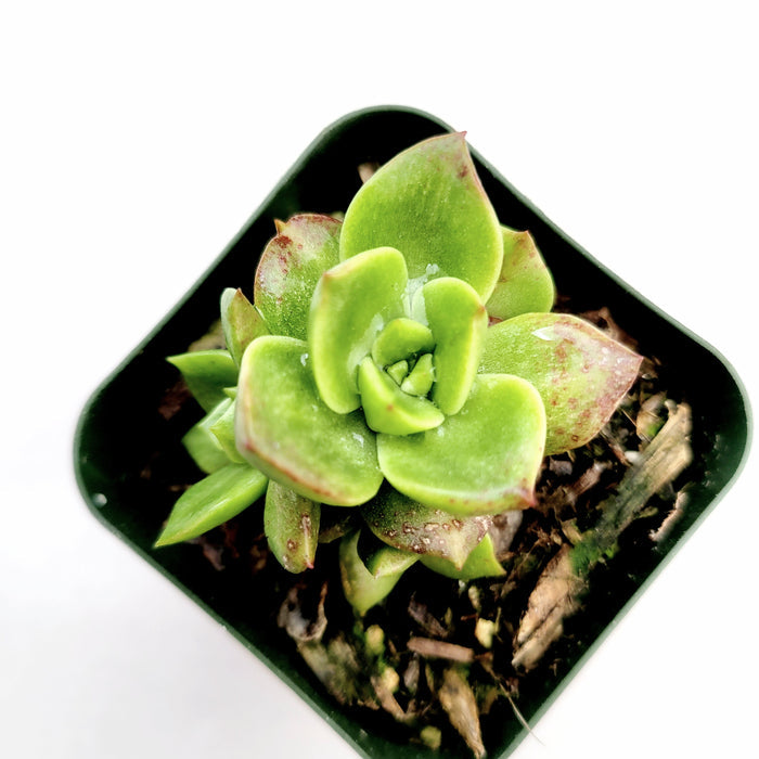 Sedeveria Rolly succulent in a square pot.