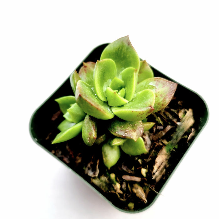 Sedeveria Rolly in black pot with bark-based mix.