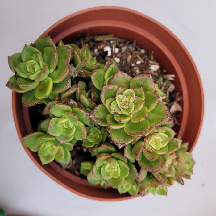 Sedeveria Rolly succulent in small plastic pot, with rosette leaves.