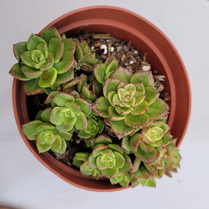 Sedeveria Rolly in terracotta-style pot with rosette succulents.