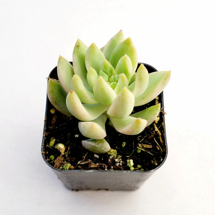 Sedum adolphii Variegata in black nursery pot.