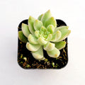 Sedum adolphii Variegata in black nursery pot.