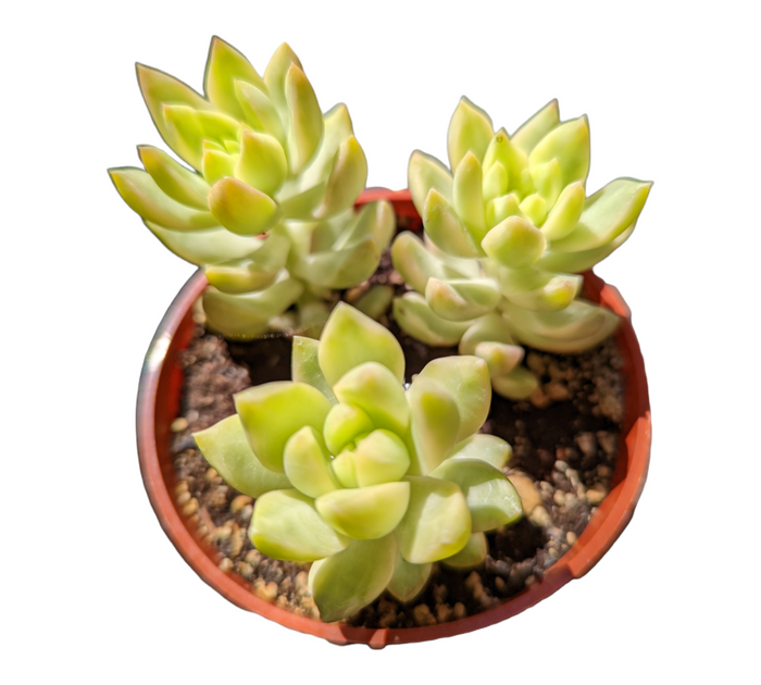 Sedum adolphii Variegata in a terracotta pot with gritty soil.