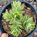 Sedum alboroseum 'Mediovariegatum' in black pot, green-yellow rosettes.