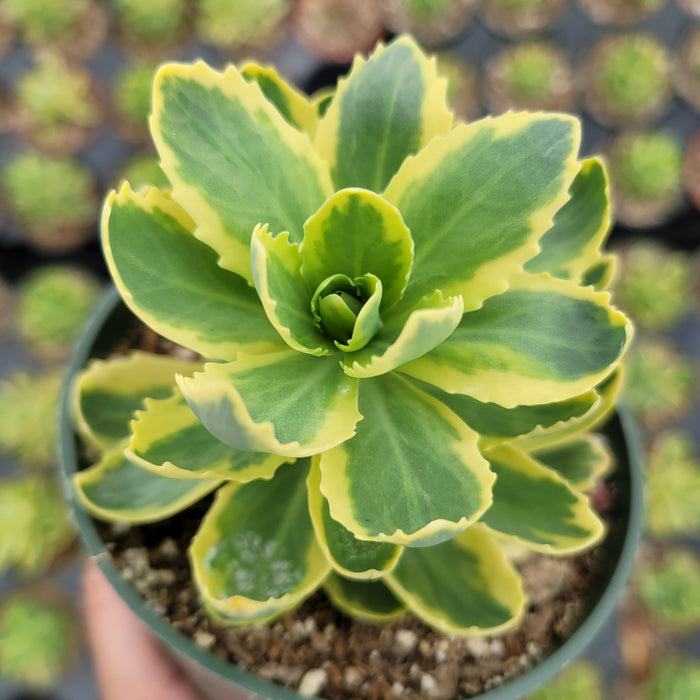 Sedum alboroseum 'Mediovariegatum' in nursery pot.