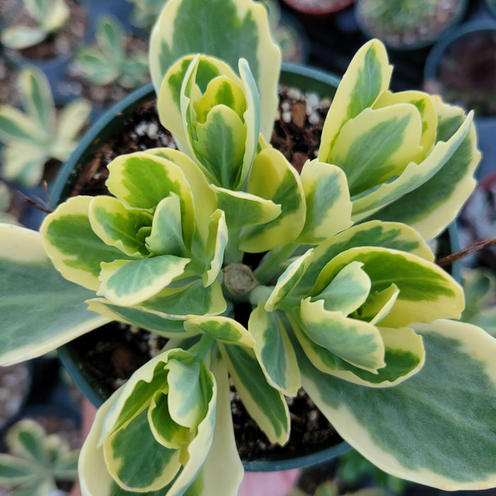Sedum alboroseum 'Mediovariegatum' Variegated succulent in pot.