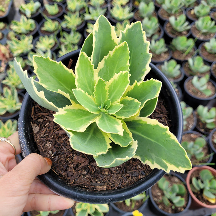 Sedum alboroseum 'Mediovariegatum' succulent in nursery pot.