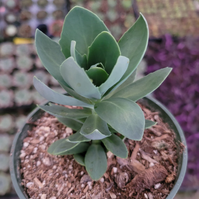 Sedum alboroseum 'Mediovariegatum' in small pot, fleshy rosette leaves.