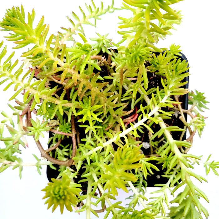 Sedum angelina potted succulent with trailing chartreuse leaves.