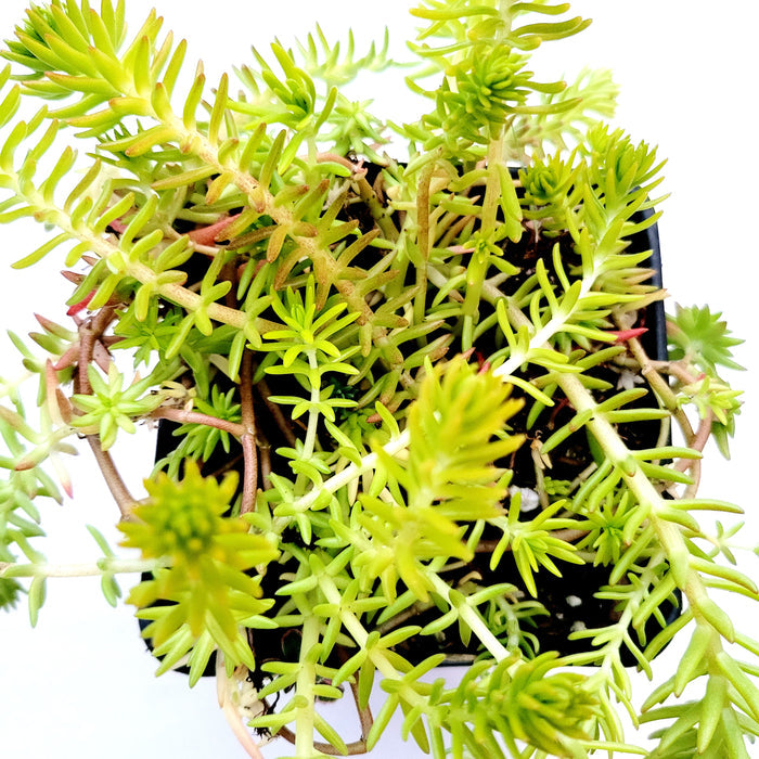 Sedum angelina succulent with needle-like, trailing leaves.