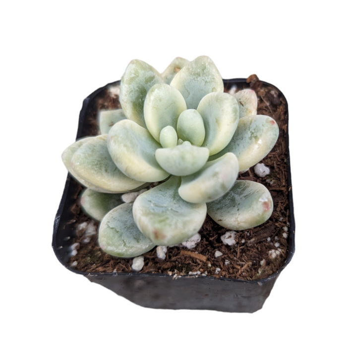 Sedum clavatum Variegata in pot with pale green rosette leaves.