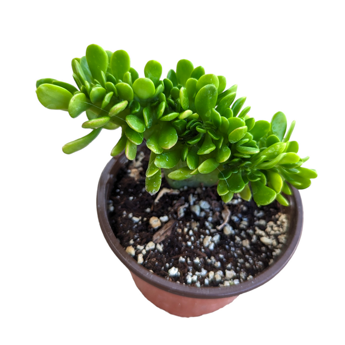 Sedum confusum Crest in small nursery pot.