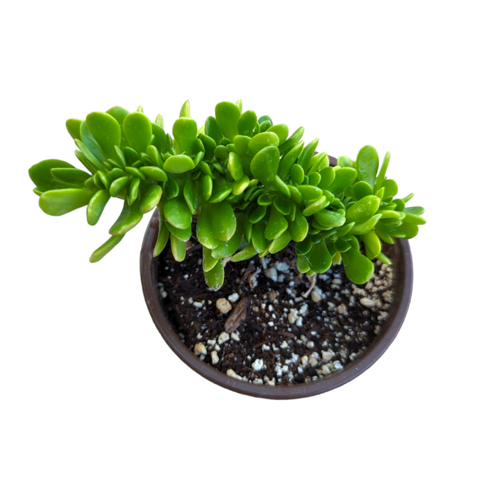 Sedum confusum Crest in potting mix with green leaves.