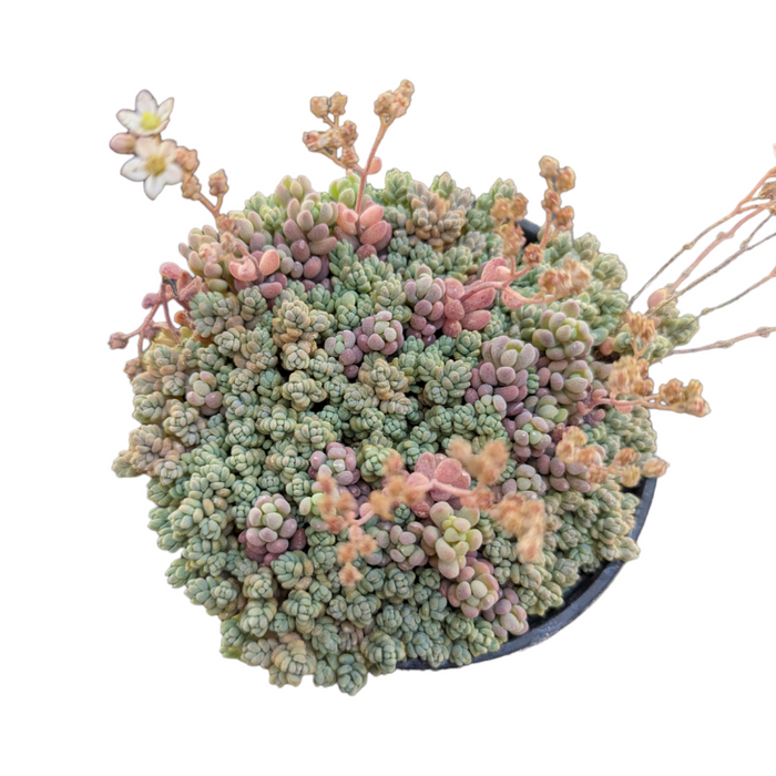 Sedum dasyphyllum mix with tiny bead-like leaves and white blooms.