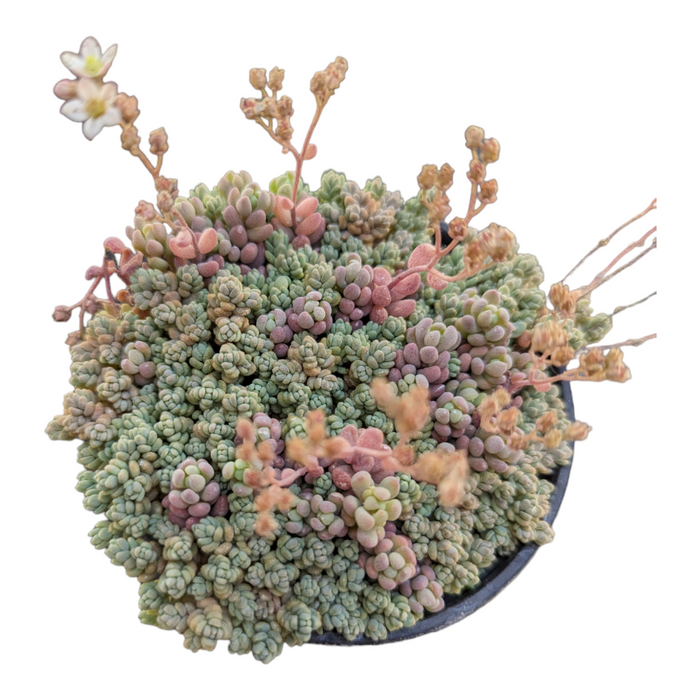 Sedum dasyphyllum mix, dense bead-like leaves, star-shaped blossoms.