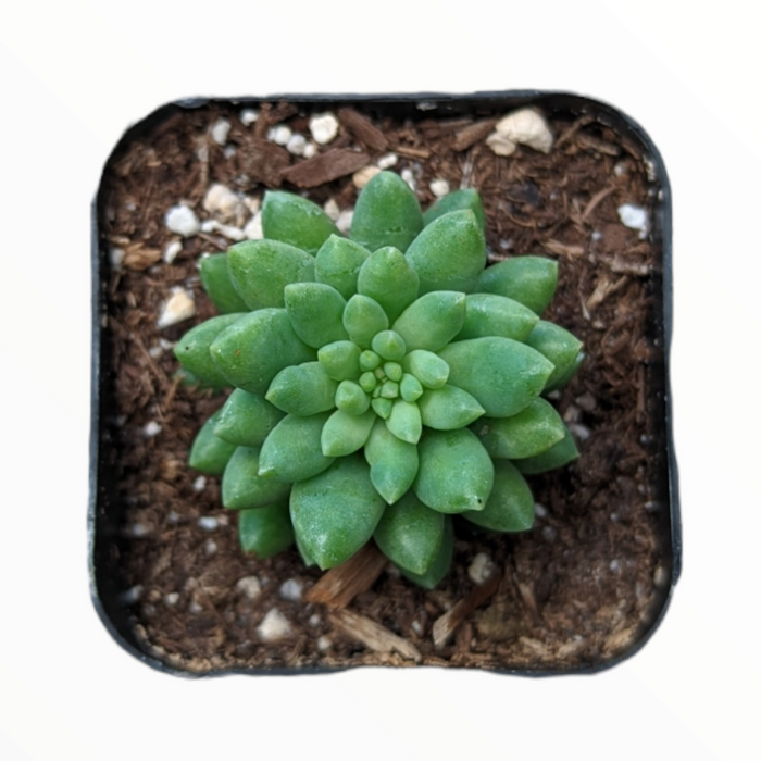 Sedum 'Pink Berry' succulent in square nursery pot.