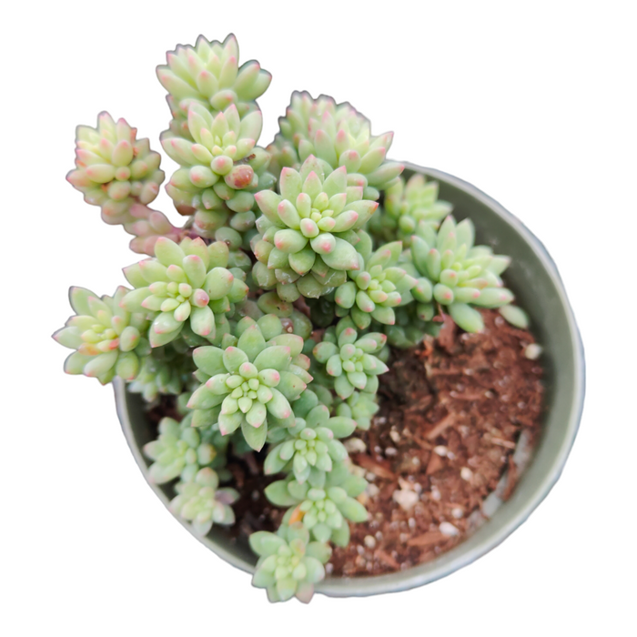 Sedum 'Pink Berry' succulent in pot with spoon-shaped rosettes.