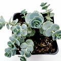 Sedum sieboldii October Daphne Blue in black pot, water-beaded leaves.