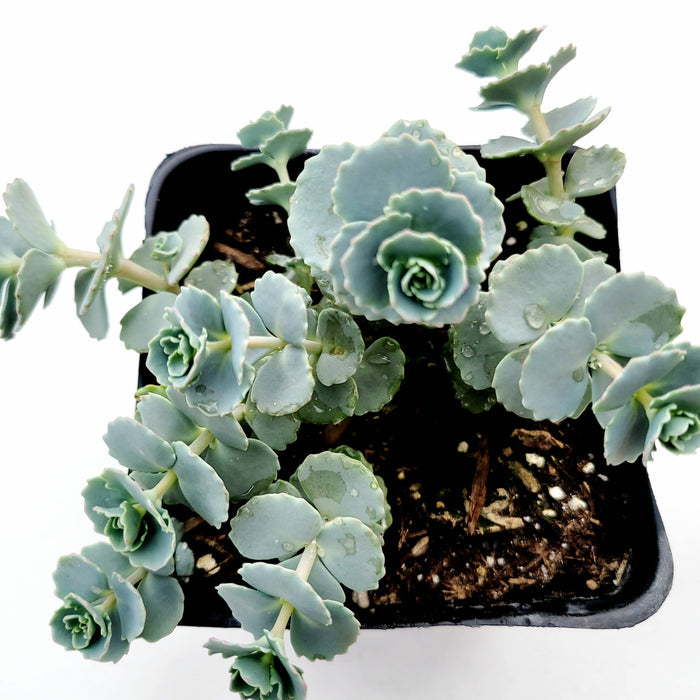 Sedum sieboldii October Daphne Blue in black pot, water-beaded leaves.