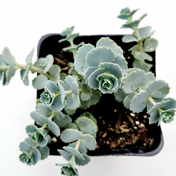 Sedum sieboldii October Daphne Blue in black pot.