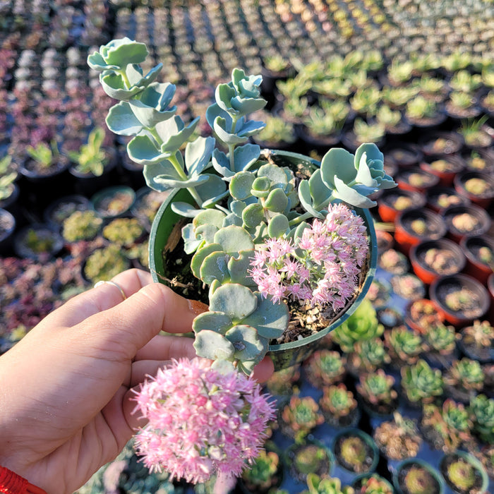 Sedum sieboldii October Daphne Blue succulent in green nursery pot.
