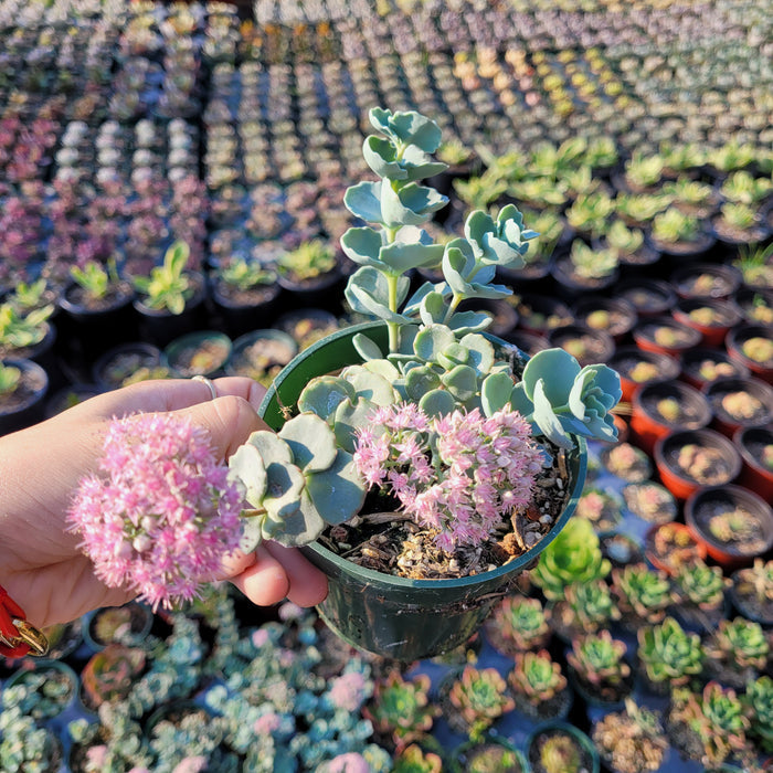 Sedum sieboldii October Daphne Blue in hand, blooming with pink flowers.