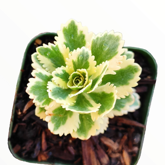 Sedum takesimense Atlantis™ Variegated in square nursery pot.