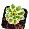 Sedum takesimense Atlantis™ Variegated in square nursery pot.
