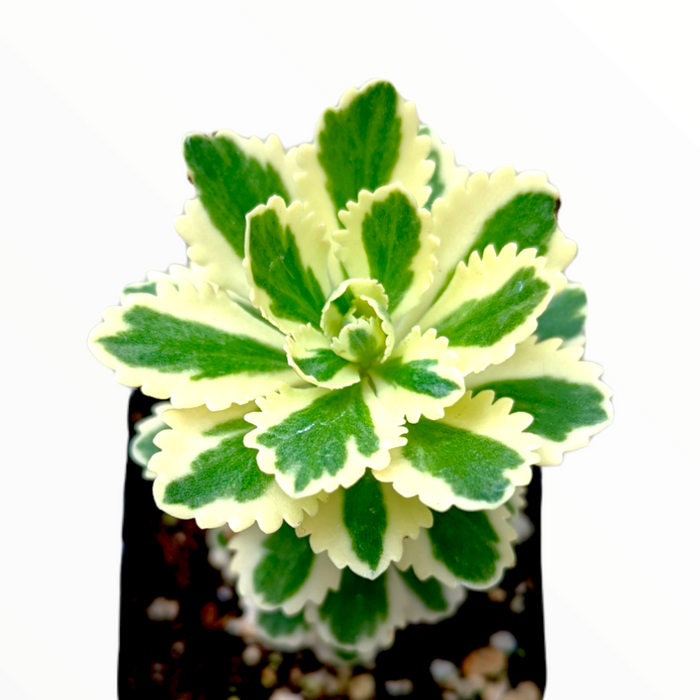 Sedum takesimense Atlantis™ Variegated in potting mix.
