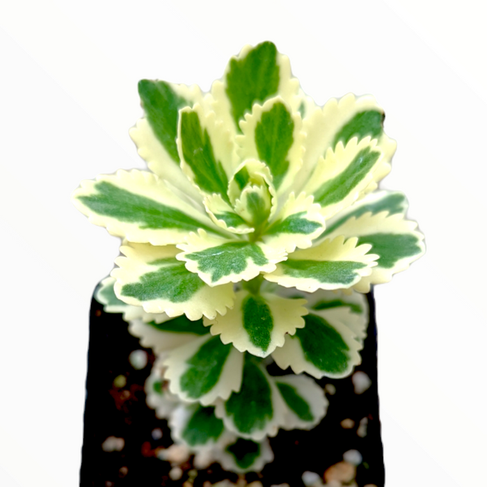 Variegated Sedum takesimense Atlantis™ succulent in gritty soil.