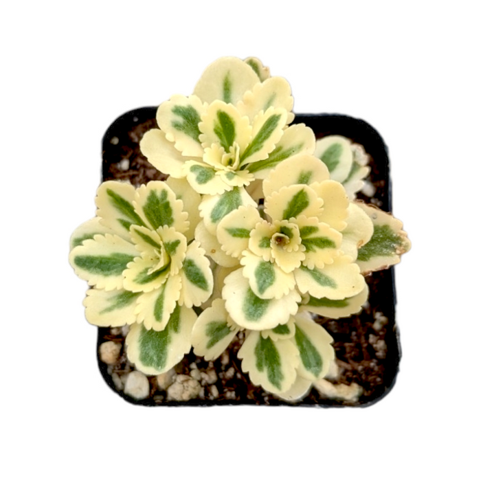 Sedum takesimense Atlantis™ Variegated in nursery pot.