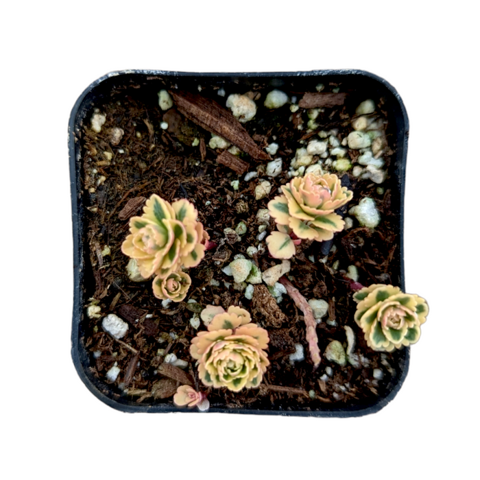 Sedum takesimense Atlantis™ Variegated in nursery pot with soil.