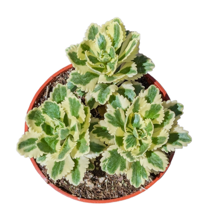 Sedum takesimense Atlantis™ Variegated in small nursery pot.
