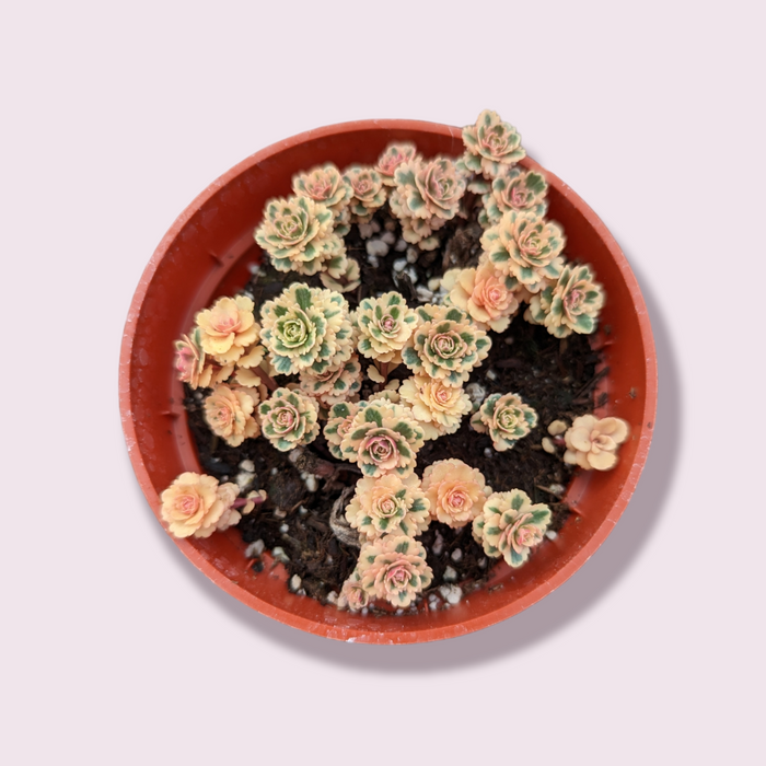 Sedum takesimense Atlantis™ Variegated, small potted succulent with variegated rosettes.