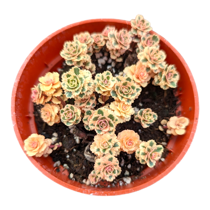 Sedum takesimense Atlantis™ in orange pot.