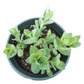 Sedum telephium 'Autumn Joy' young cuttings in nursery pot.