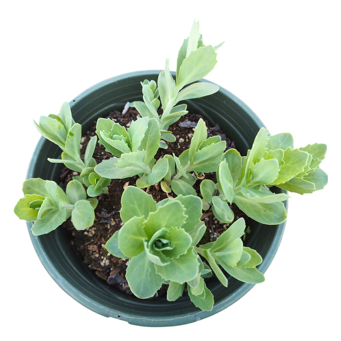 Sedum telephium 'Autumn Joy' young cuttings in nursery pot.