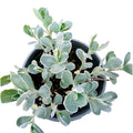 Sedum telephium 'Frosty Morn' with variegated leaves in nursery pot.