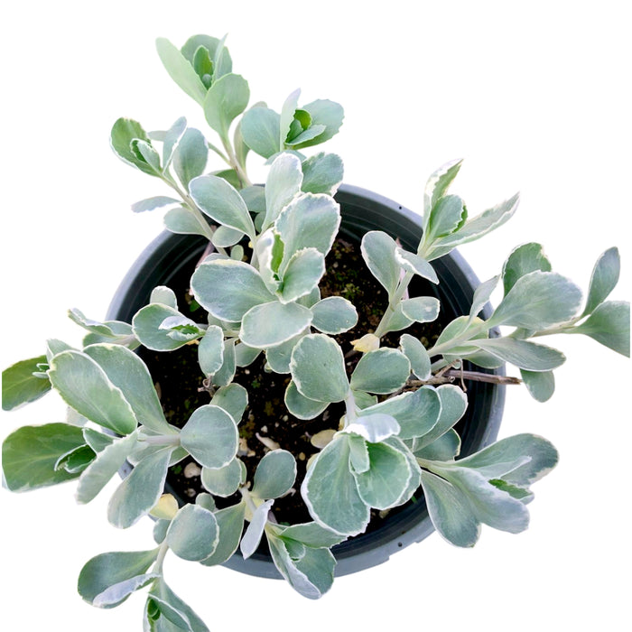 Sedum telephium 'Frosty Morn' with variegated leaves in nursery pot.