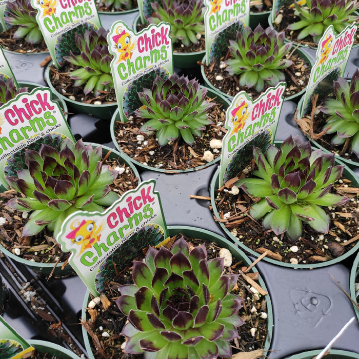 Sempervivum Appletini tray with collectable Chick Charms label.