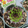 Sempervivum Appletini succulent in nursery pot with burgundy-tipped leaves.